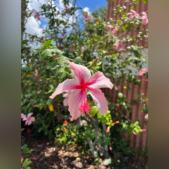 Meet your Posher, MJ - Picture 7 of 9